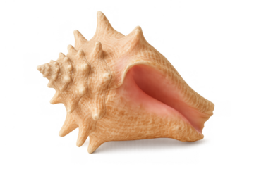 Seashell isolated on transparent background, a conch shell showing intricate spiral patterns and natural texture