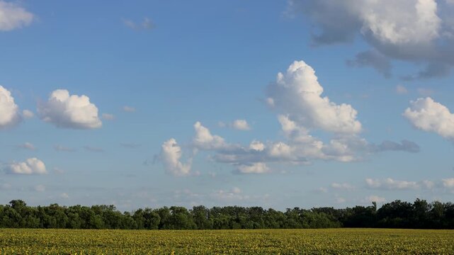 A green field under a soft sky with scattered clouds and a dense line of trees in the background add depth to this serene agricultural landscape. A field of yellow rapeseed.