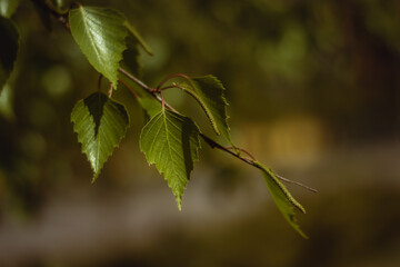 green leaves in spring
