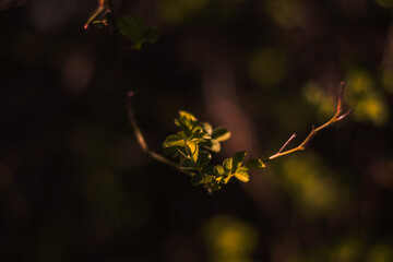 spring leaves on the tree