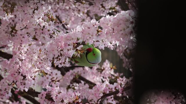 Rose ringed parakeet with red beak perched among pink cherry blossoms, vibrant spring scene highlights contrast and biodiversity.