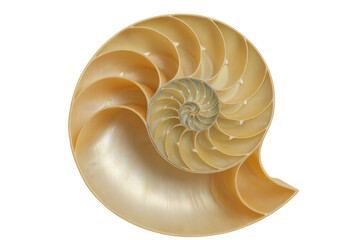 Nautilus shell showing internal spiral chambers and golden ratio geometry on transparent background
