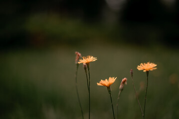 yellow flower in the field