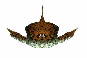 Bothriolepis Fish Front - Bothriolepis was an aquatic placoderm fish that lived during the Devonian Period in freshwater and near shore marine environments.