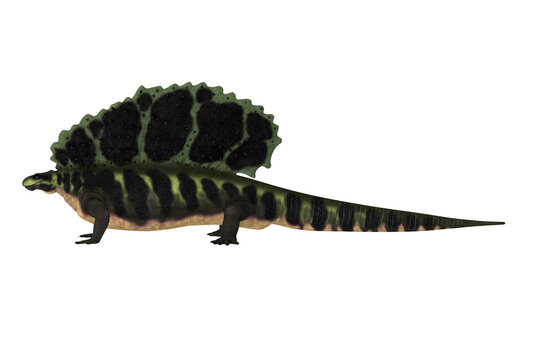 Carboniferous Edaphosaurus - Edaphosaurus was a sailback carnivorous dinosaur that lived during the Carboniferous and Permian Periods.
