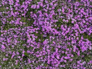 Phlox subulata creeping phlox, moss phlox profuse pink flowers.