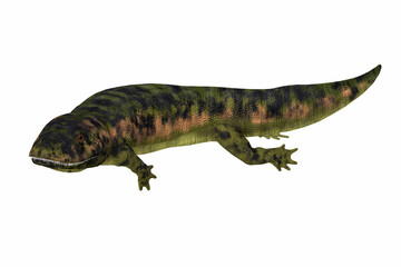 Dendrerpeton Amphibian - Dendrerpeton was an extinct genus of amphibious carnivore from the Carboniferous Period of Canada.