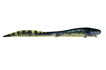 Eogyrinus Tetrapod - Eogyrinus was an aquatic predatory tetrapod that lived in the Carboniferous Period of England.