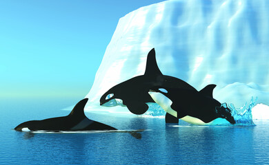 Orca Whales and Iceberg - The Killer Whale also known as Orca is one of the largest predators of the oceans and is very intelligent.