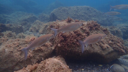 Golden grey mullet (Chelon auratus) undersea, Ligurian Sea, Italy, Imperia