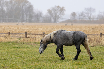 horse in the field