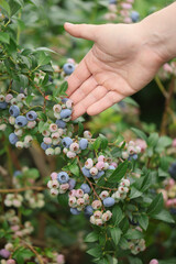 Ripe blueberries on bunch in an orchard