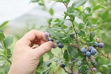 Ripe blueberries on bunch in an orchard