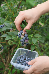 Ripe blueberries on bunch in an orchard