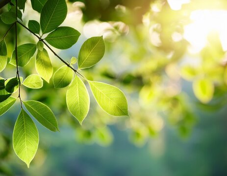 fresh green leaves on tree branch with natural sunlight in blurred background - Powered by Adobe
