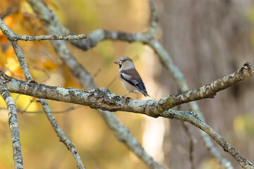 枝にとまるシメ