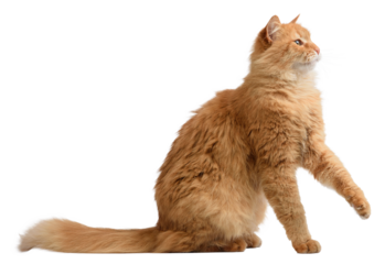 A fluffy ginger longhaired cat sits in profile with its paws stretched out in front of it and looking up, focusing its gaze