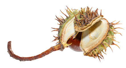 A spiky green horse chestnut pod split in half, revealing a dark fruit.
