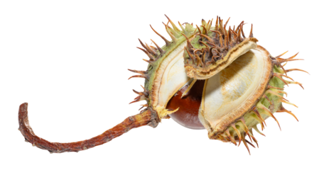 A spiky green horse chestnut pod split in half, revealing a dark fruit.