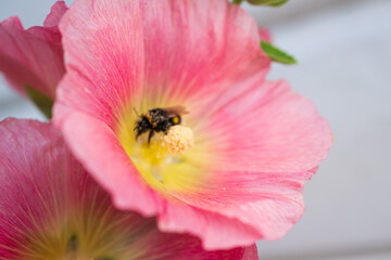 Closeup of bee pollinating inside large pink flower.