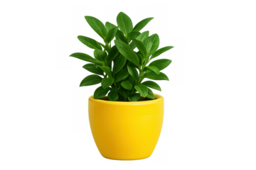 Houseplant with green leaves in a bright yellow pot, clean cutout image with transparent background