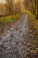 Muddy woodland trail winding through late autumn scenery.