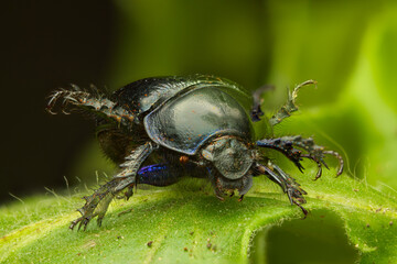 Close up of dor beetle dancing on green leaves in the forest