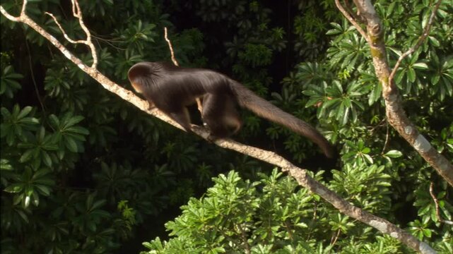 A monkey balancing on a tree branch, navigating the forest canopy. The monkey is dark with a long tail Stock Video