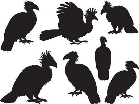 Hoatzin Bird Silhouettes