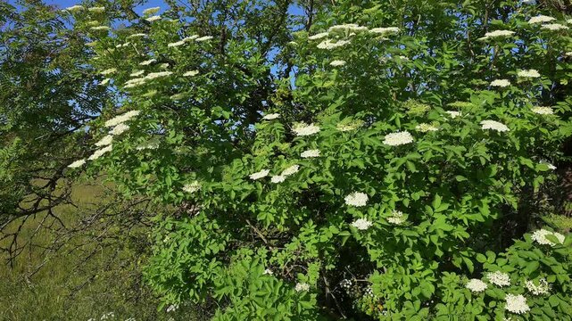 Holunder (Sambucus), mit wei&szlig;en Bl&uuml;ten in Nahaufnahme, Fladungen, Hohe Rh&ouml;n, Rh&ouml;n, Hessen, Deutschland, Europa