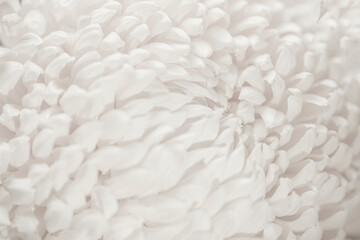 Soft Petal Floral Texture. Delicate petal texture in Cloud Dancer color, soft organic layers with dreamy floral depth, gentle light. Natural background, ethereal texture for elegant creative projects