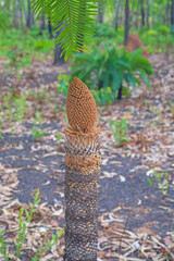 Palm Tree Regrowing After a Fire