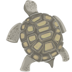Handdrawn Desert Animals Desert Tortoise Illustration