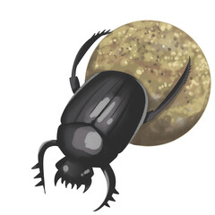 Handdrawn Desert Animals Dung Beetle Illustration