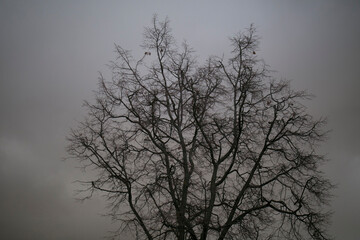 dark wood on a dark background