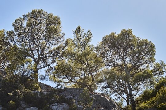 Windblown trees,  Calanques, Cassis, France