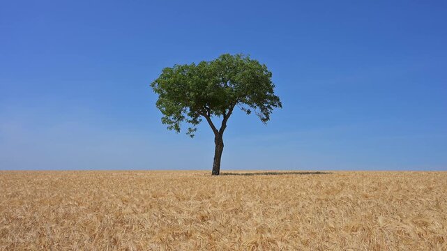 Ein einzelner Nussbaum erhebt sich &uuml;ber ein goldenes Gerstenfeld unter einem blauen Himmel, Sommer, Mainfranken, Bayern, Deutschland, Europa 
