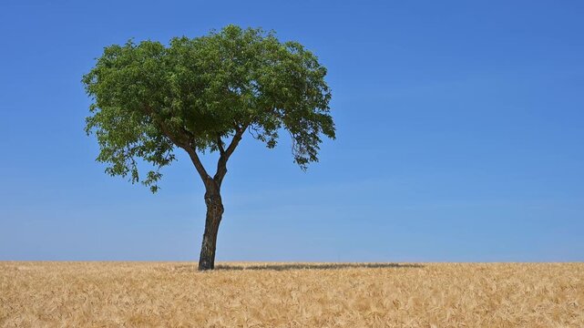 Ein einzelner Nussbaum erhebt sich &uuml;ber ein goldenes Gerstenfeld unter einem blauen Himmel, Sommer, Mainfranken, Bayern, Deutschland, Europa 