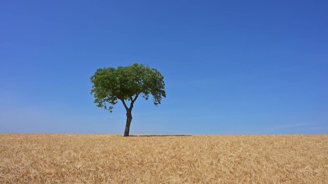 Ein einzelner Nussbaum erhebt sich &uuml;ber ein goldenes Gerstenfeld unter einem blauen Himmel, Sommer, Mainfranken, Bayern, Deutschland, Europa 