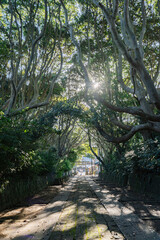 Fototapeta premium 酒列磯前神社の樹叢と朝日差し込む参道