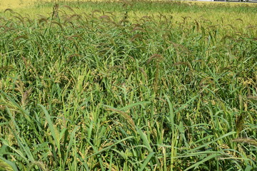 強害雑草 ケイヌビエ