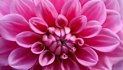 vibrant pink dahlia close up