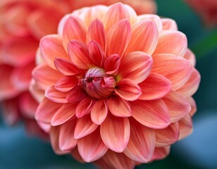 close up of a vibrant coral pink dahlia