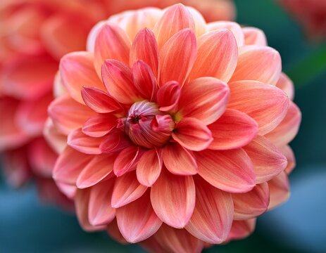 close up of a vibrant coral pink dahlia