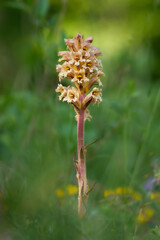Gelbe Sommerwurz, Orobanche lutea