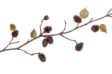 Redwood tree leaves twig with small pine cones isolated on white background