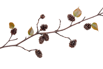 Redwood tree leaves twig with small pine cones isolated on white background