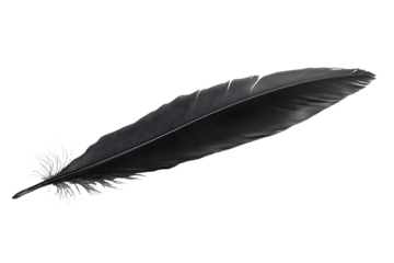 black feather quill isolated on white background with clipping path