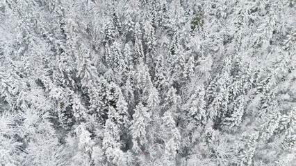 Winter scene in New Brunswick, Canada. 