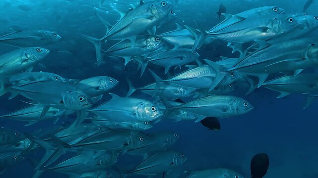 A silver school of jacks glides past the camera while a much larger jack formation moves in the background in the Sea of Cortez, Baja California, Mexico.